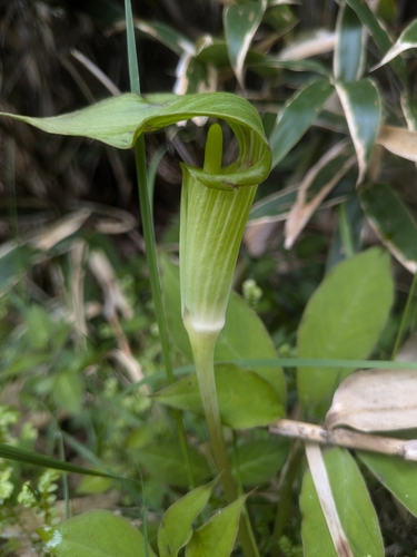 Arisaema aprile iNat (1)