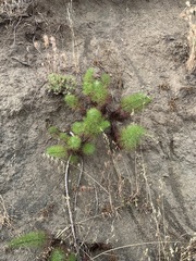 Malacothrix saxatilis implicata