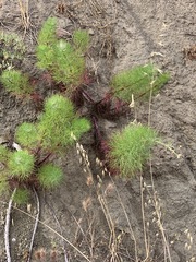 Malacothrix saxatilis implicata