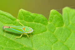 Graphocephala rufimargo