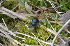 Timarcha tenebricosa