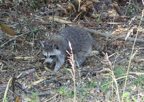 Eastern Raccoon photographed in Delaware