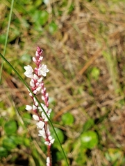 Persicaria hirsuta