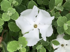 Mandevilla lanuginosa
