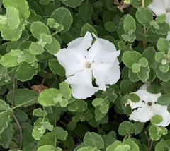 Mandevilla lanuginosa