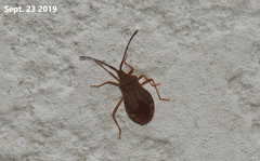 Homoeocerus dilatatus