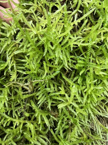 Pseudoscleropodium purum, 2025-06-14