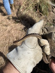 Pituophis catenifer pumilus