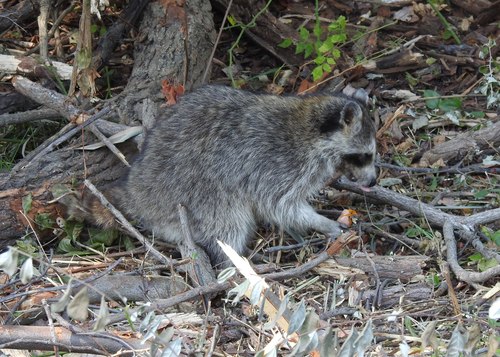 Raccoon