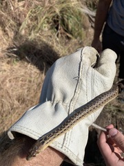 Pituophis catenifer pumilus