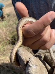 Pituophis catenifer pumilus
