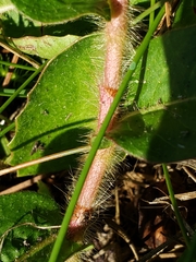 Persicaria hirsuta