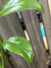 Graphocephala fennahi