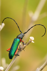 Deltaspis rubriventris