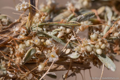 Cuscuta denticulata
