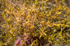 Cuscuta denticulata