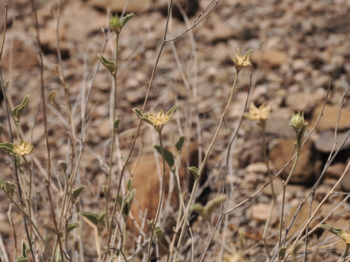 Paleface (Hibiscus denudatus)