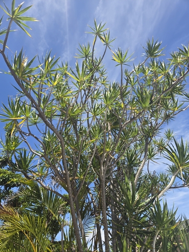 Dracaena angustifolia observed 2025-06-15