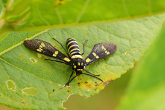 Syntomeida melanthus