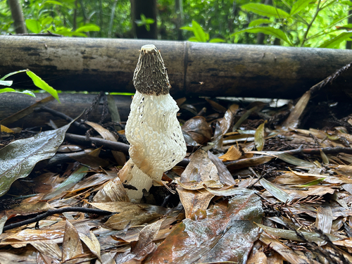 Phallus indusiatus