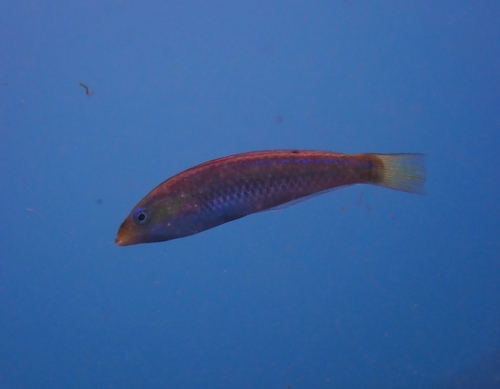 Socorro wrasse (Halichoeres insularis) — Labridae — 3