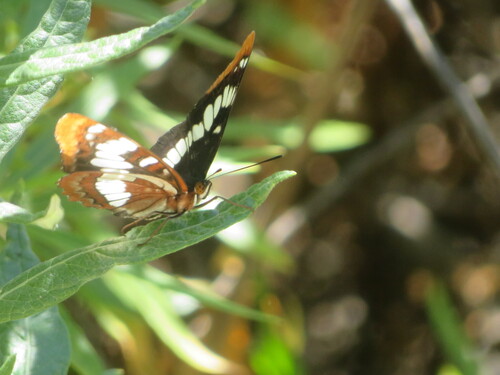 iNaturalist observation photo of Lorquin's Admiral