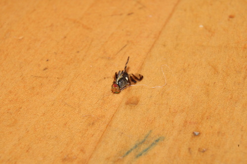 Unknown species found near Idaho, US