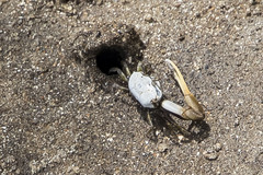 Leptuca leptodactyla