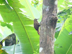 Xiphocolaptes promeropirhynchus