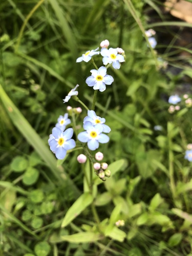 Myosotis scorpioides iNat (3)