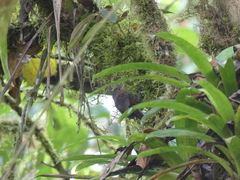 Premnoplex brunnescens