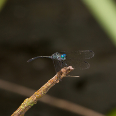 Micrathyria spinifera