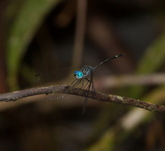 Micrathyria spinifera