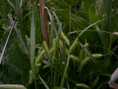 Carex schweinitzii