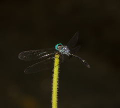 Micrathyria spinifera