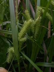 Carex schweinitzii