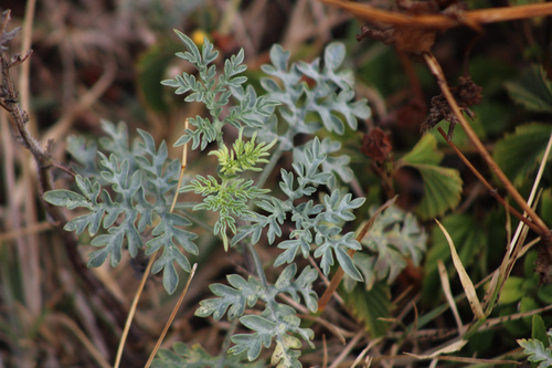 Ambrosia confertiflora observed 2025-06-13