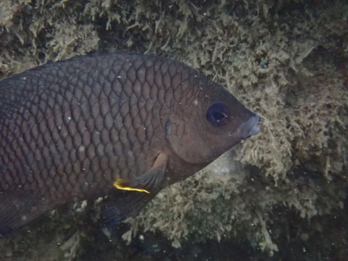 Whitetail gregory (Stegastes leucorus) — Pomacentridae — 3