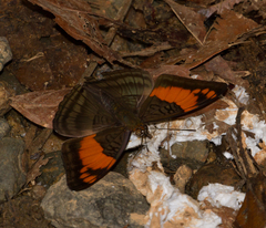 Adelpha mesentina