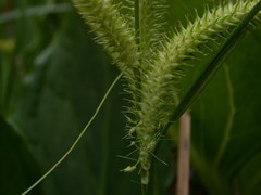 Carex schweinitzii