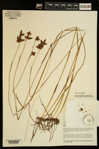 coastal plain umbrella-sedge (Fuirena longa)