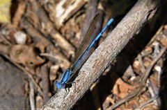 Argia anceps