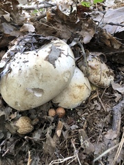 Caloboletus marshii