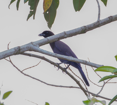 Cyanocorax cyanomelas