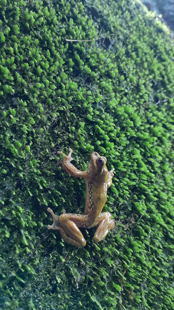 Stream Tree Frog Northern Streamside Tree Frog from 62505 Mor., México on June 14, 2025 ...