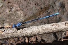 Argia anceps