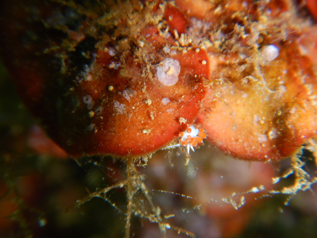 Flabellina cavolini
