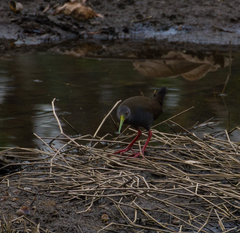 Pardirallus nigricans