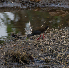 Pardirallus nigricans