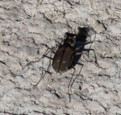Cicindela tenuisignata
